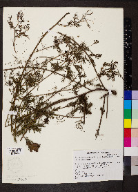 Desmanthus illinoensis image