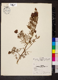Desmanthus illinoensis image