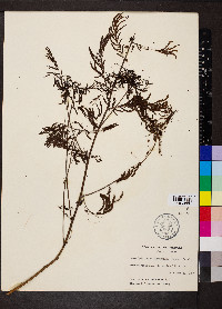 Desmanthus illinoensis image