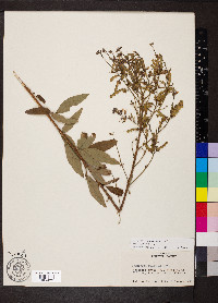 Desmodium canadense image