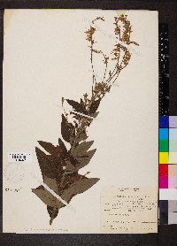 Desmodium canadense image