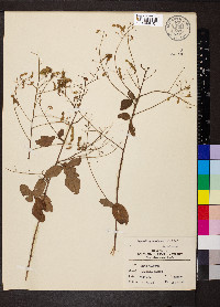 Desmodium canadense image