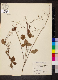 Desmodium canadense image