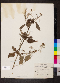 Desmodium canadense image