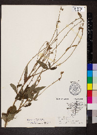 Desmodium canadense image