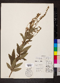 Desmodium canadense image