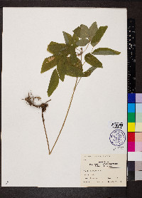 Desmodium canadense image