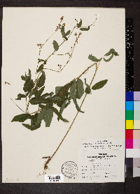 Desmodium canadense image