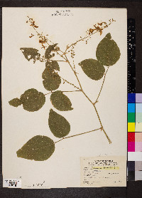 Desmodium canescens image