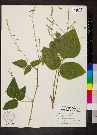 Desmodium canescens image