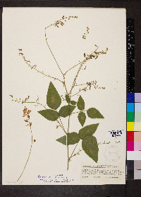 Desmodium canescens image