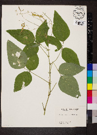 Desmodium canescens image