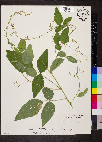 Desmodium canescens image