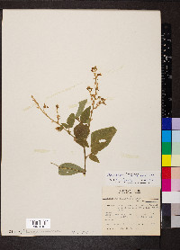 Desmodium canescens image