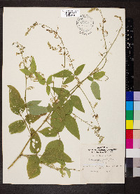 Desmodium canescens image