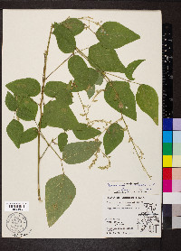 Desmodium canescens image