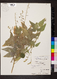 Desmodium canescens image