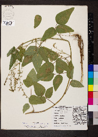 Desmodium canescens image