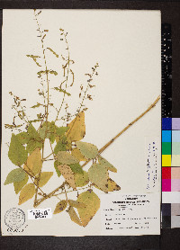 Desmodium canescens image