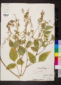 Desmodium canescens image