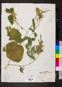 Desmodium canescens image