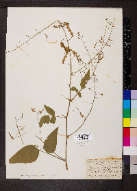 Desmodium canescens image