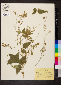 Desmodium canescens image