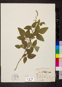 Desmodium canescens image