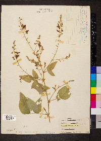 Desmodium canescens image