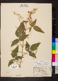 Desmodium canescens image