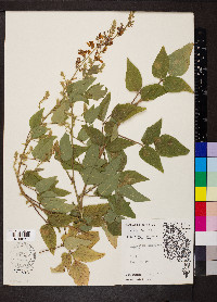 Desmodium canescens image