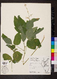 Desmodium canescens image