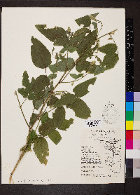 Desmodium canescens image