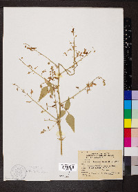 Desmodium canescens image