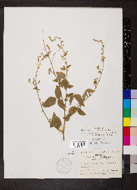 Desmodium canescens image