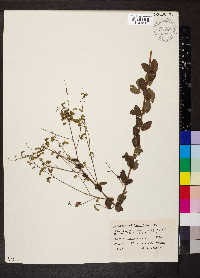 Desmodium ciliare image