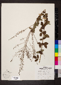 Desmodium ciliare image