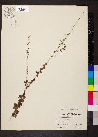 Desmodium ciliare image