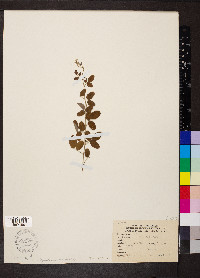 Desmodium ciliare image