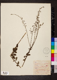 Desmodium ciliare image