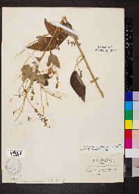 Desmodium cuspidatum image