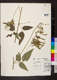 Desmodium cuspidatum image