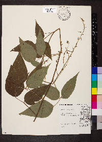 Desmodium cuspidatum image