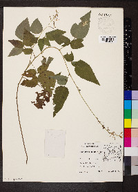 Desmodium cuspidatum image