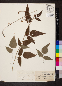 Desmodium cuspidatum image