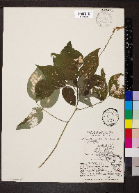 Desmodium cuspidatum image