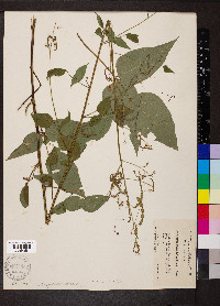 Desmodium cuspidatum image