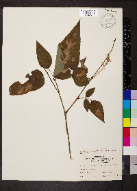 Desmodium cuspidatum image