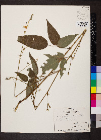 Desmodium cuspidatum image