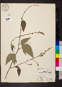 Desmodium cuspidatum image